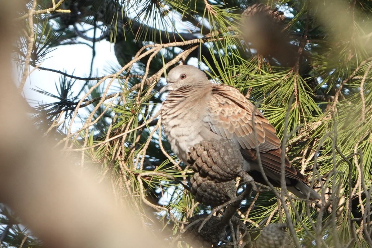 European Turtle-Dove - ML624006609