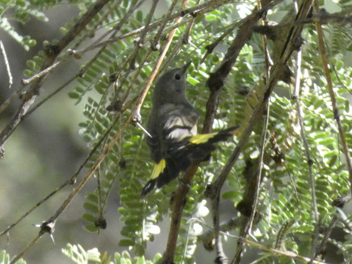 American Redstart - Steven C and Emily B