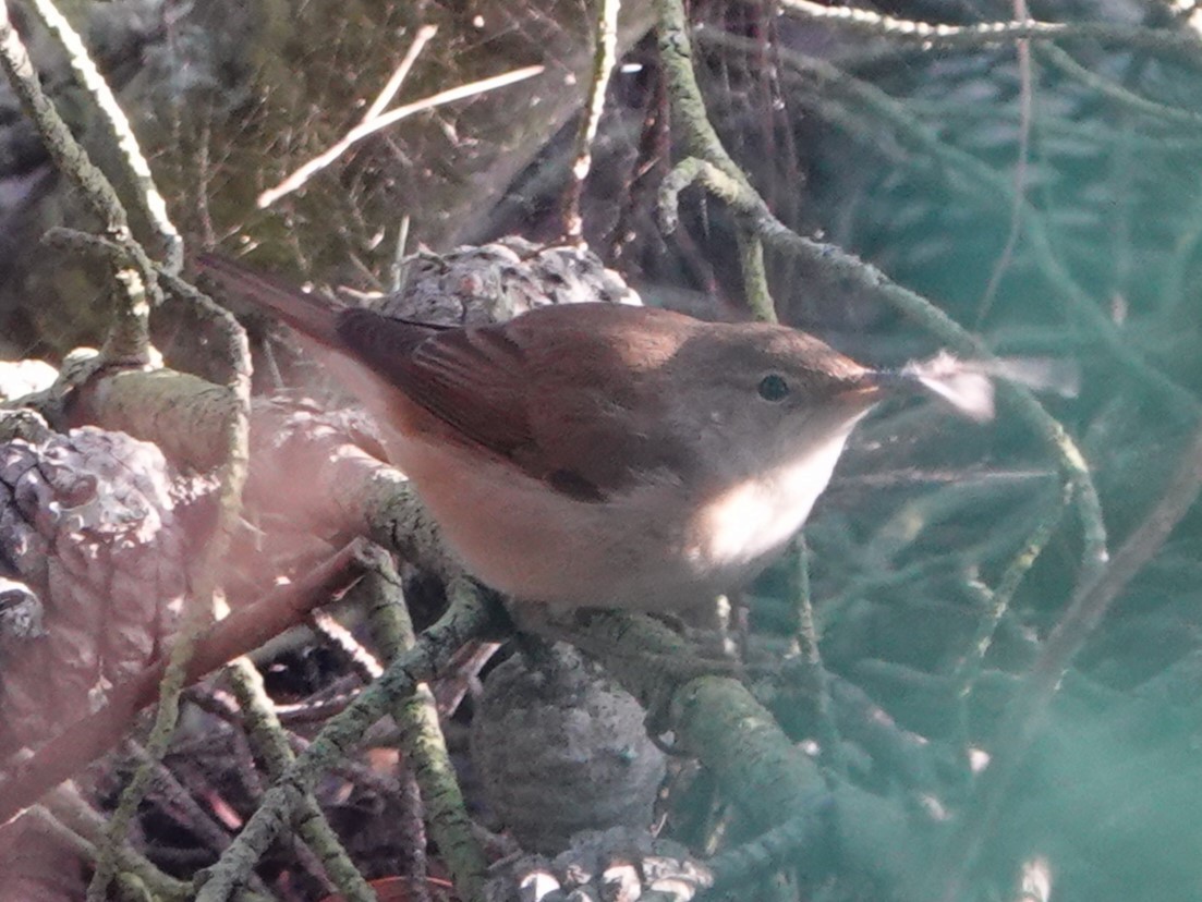 Common Reed Warbler - ML624006614