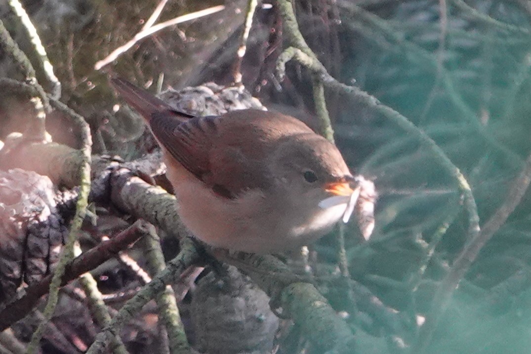 Common Reed Warbler - ML624006615