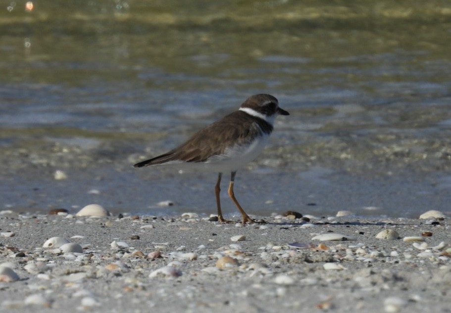 Semipalmated Plover - ML624006617