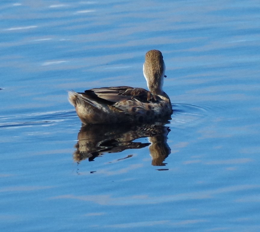 White-cheeked Pintail - h rudy sawyer