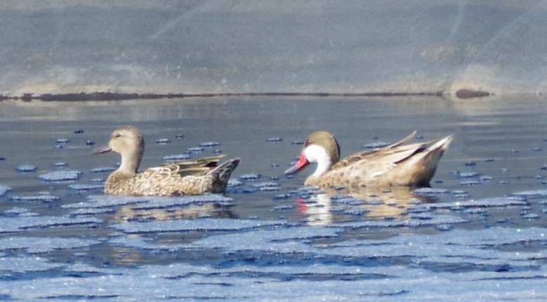 White-cheeked Pintail - ML624006625