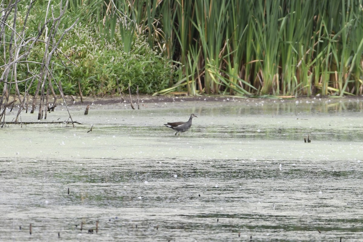 Common Gallinule - ML624006626