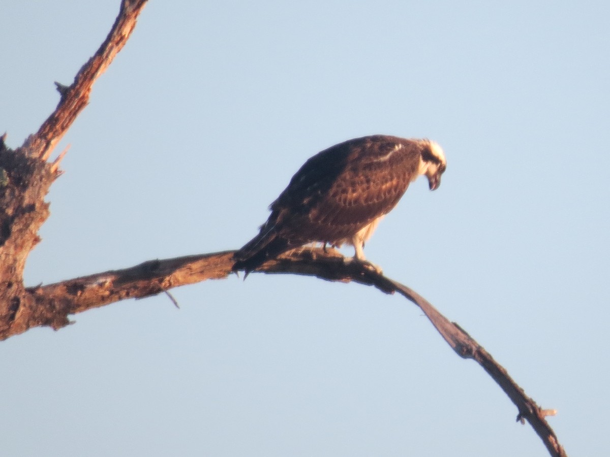 Águila Pescadora - ML624006634