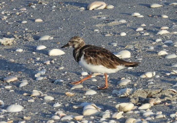 Ruddy Turnstone - ML624006639