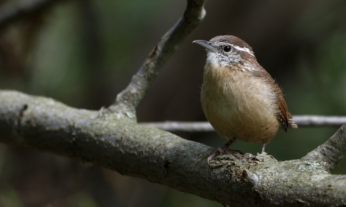 Carolina Wren - ML624006640