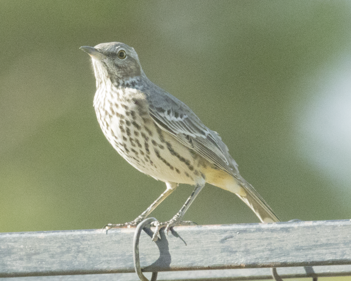 Sage Thrasher - ML624006647