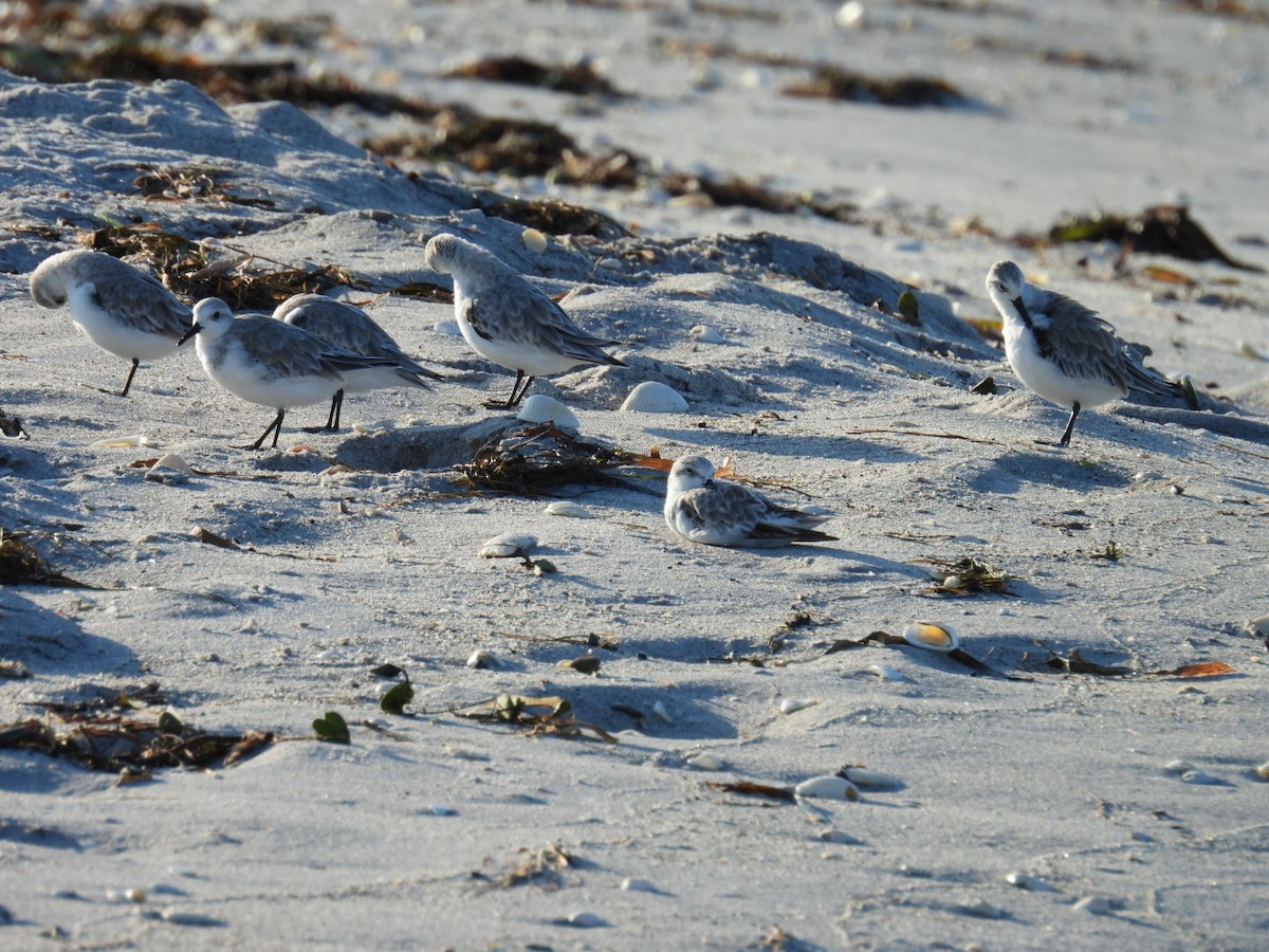 Sanderling - ML624006654