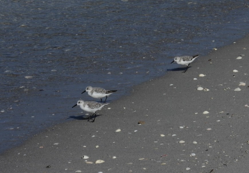 Sanderling - ML624006655