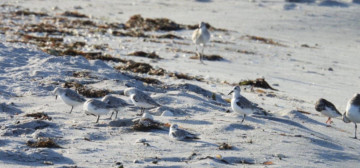 Sanderling - ML624006656