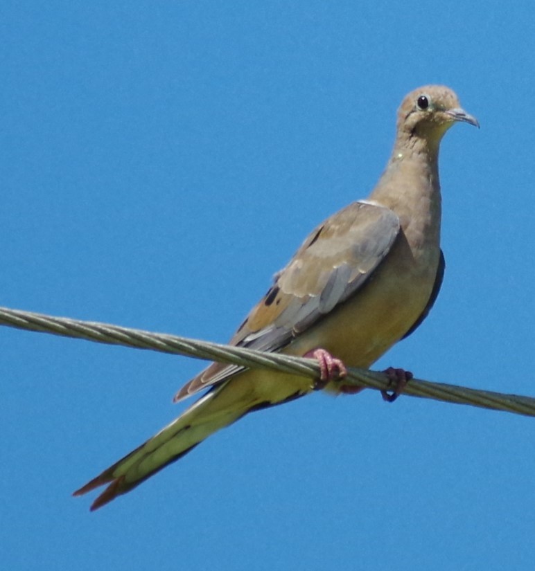 Mourning Dove - ML624006661