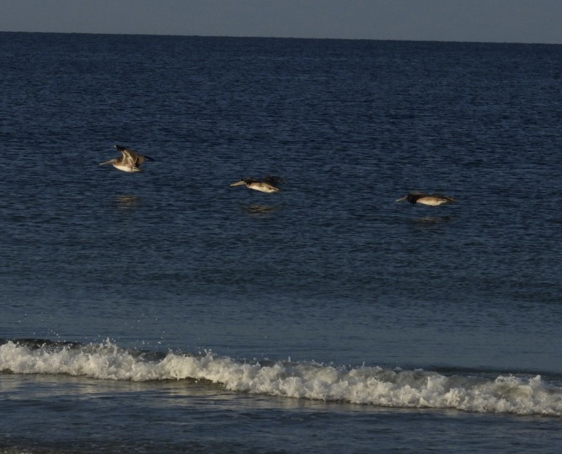 Brown Pelican - ML624006674