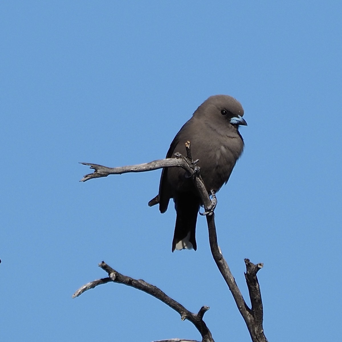 Dusky Woodswallow - ML624006680