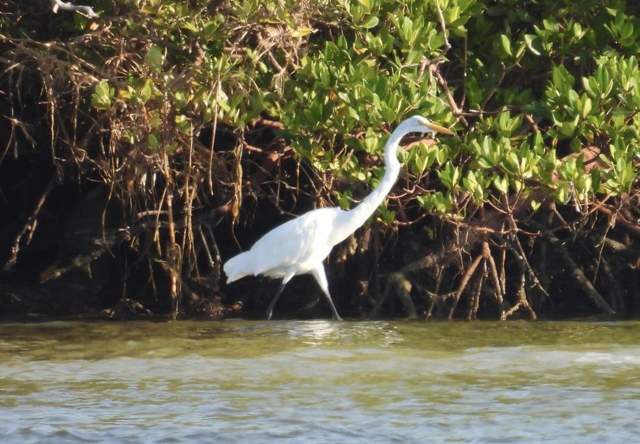 Great Egret - ML624006683