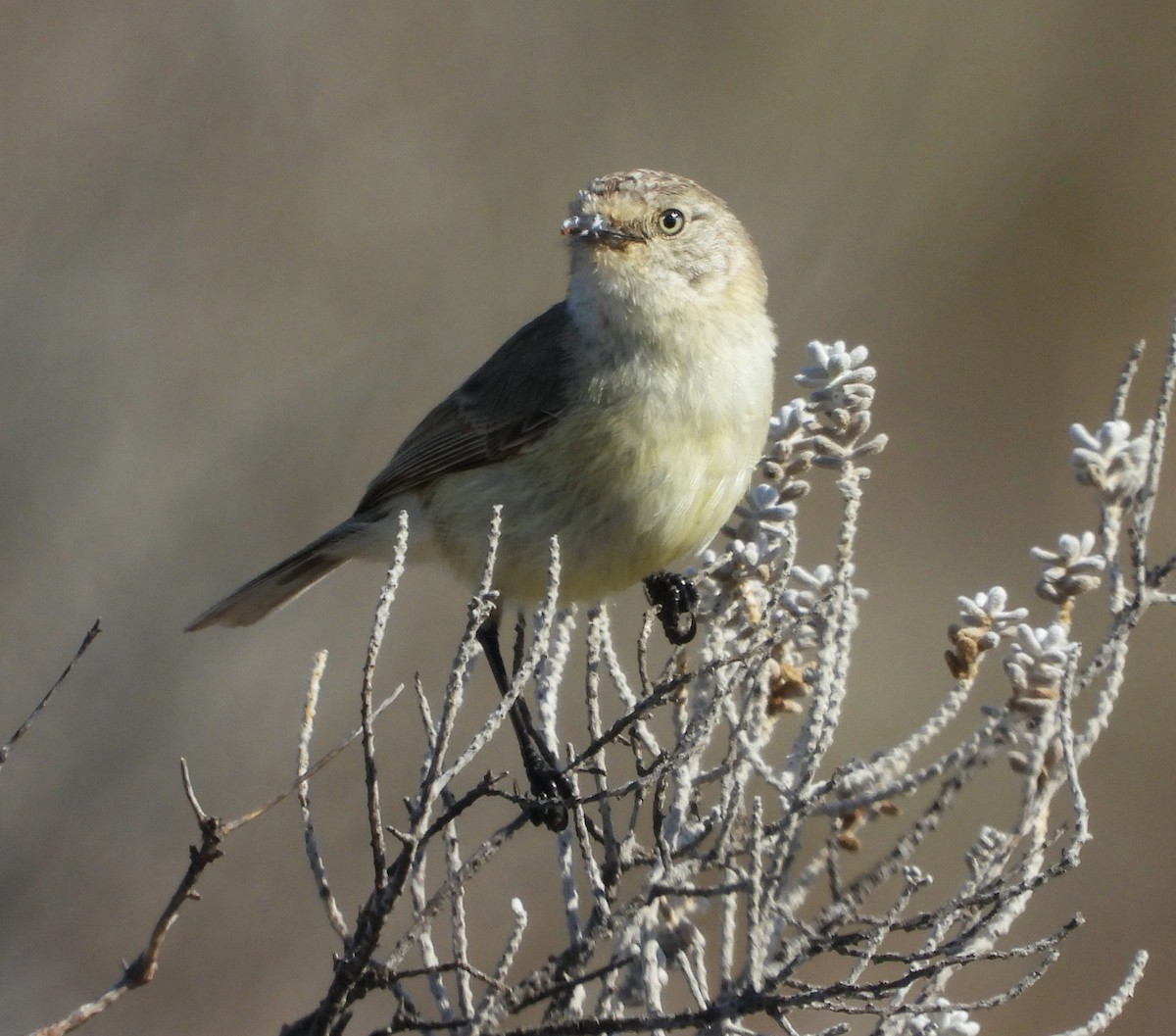 Slender-billed Thornbill - ML624006695