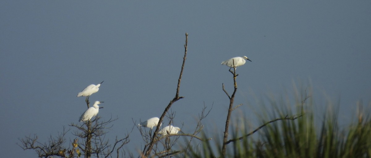 Snowy Egret - ML624006702