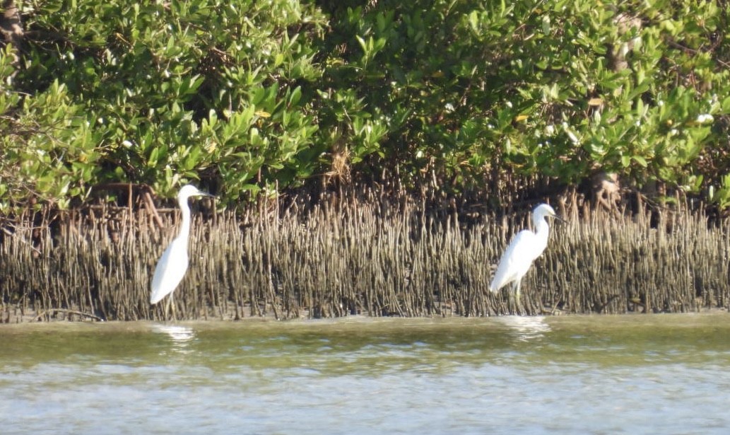 Snowy Egret - ML624006703