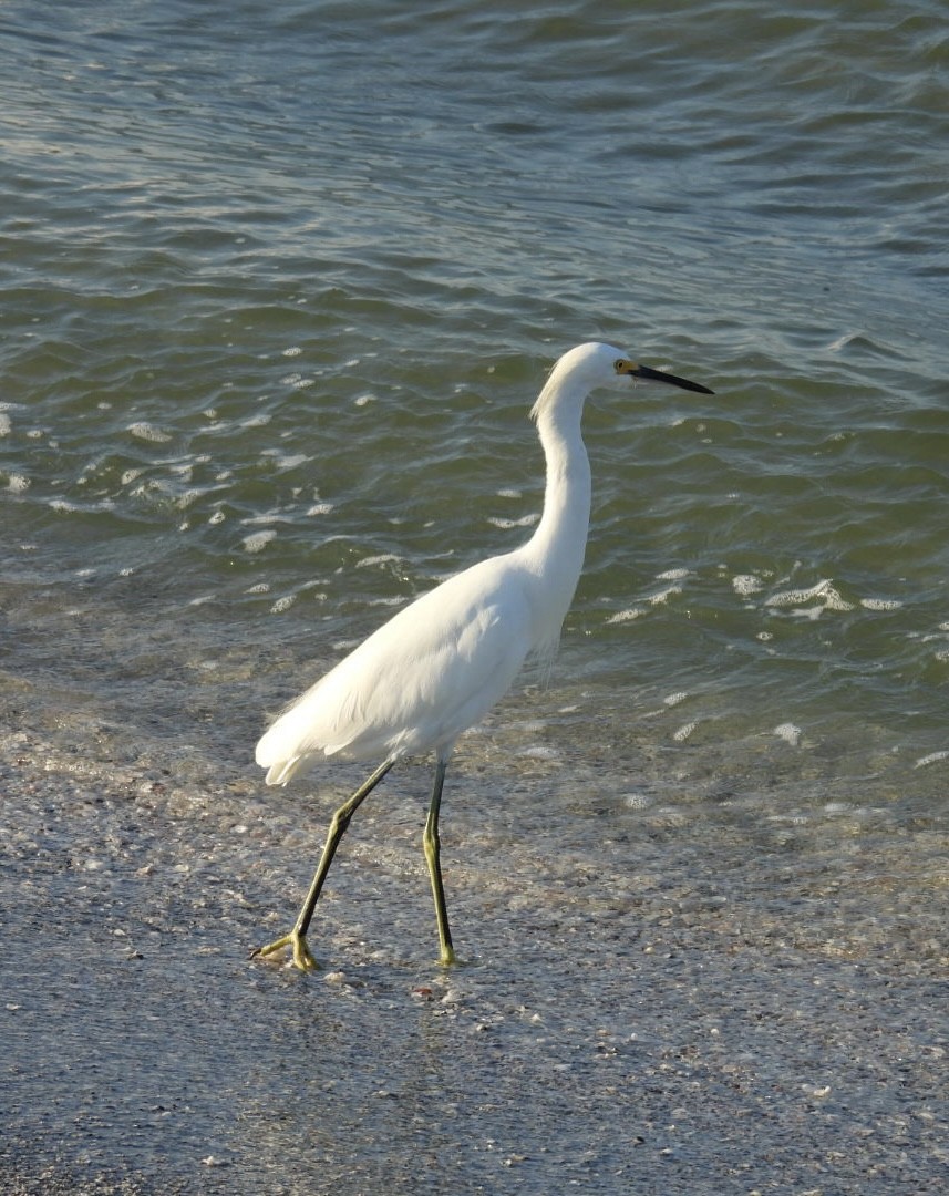 Snowy Egret - ML624006704