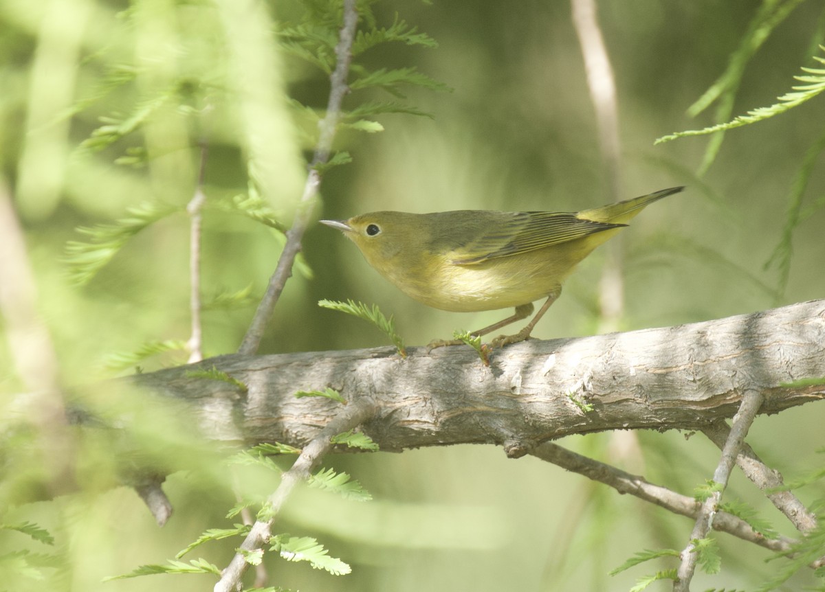 Yellow Warbler - Lisa Davis