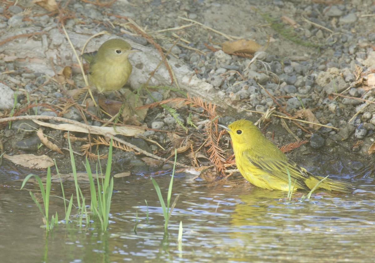 Yellow Warbler - ML624006708