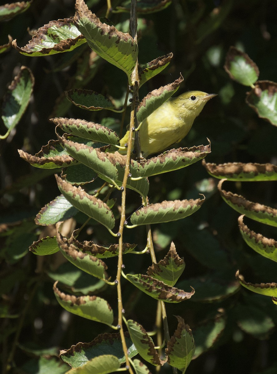 Yellow Warbler - ML624006709