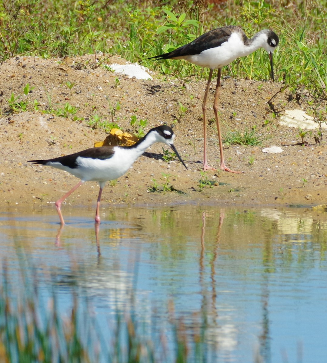 Black-necked Stilt - ML624006725