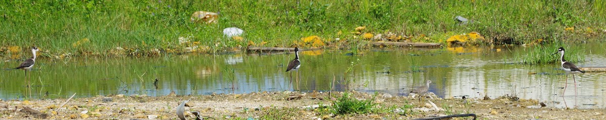 Black-necked Stilt - ML624006726