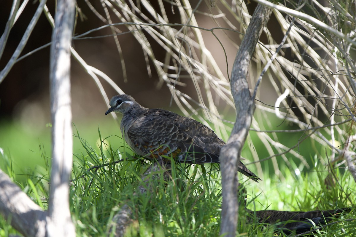 Common Bronzewing - Willem Van Bergen