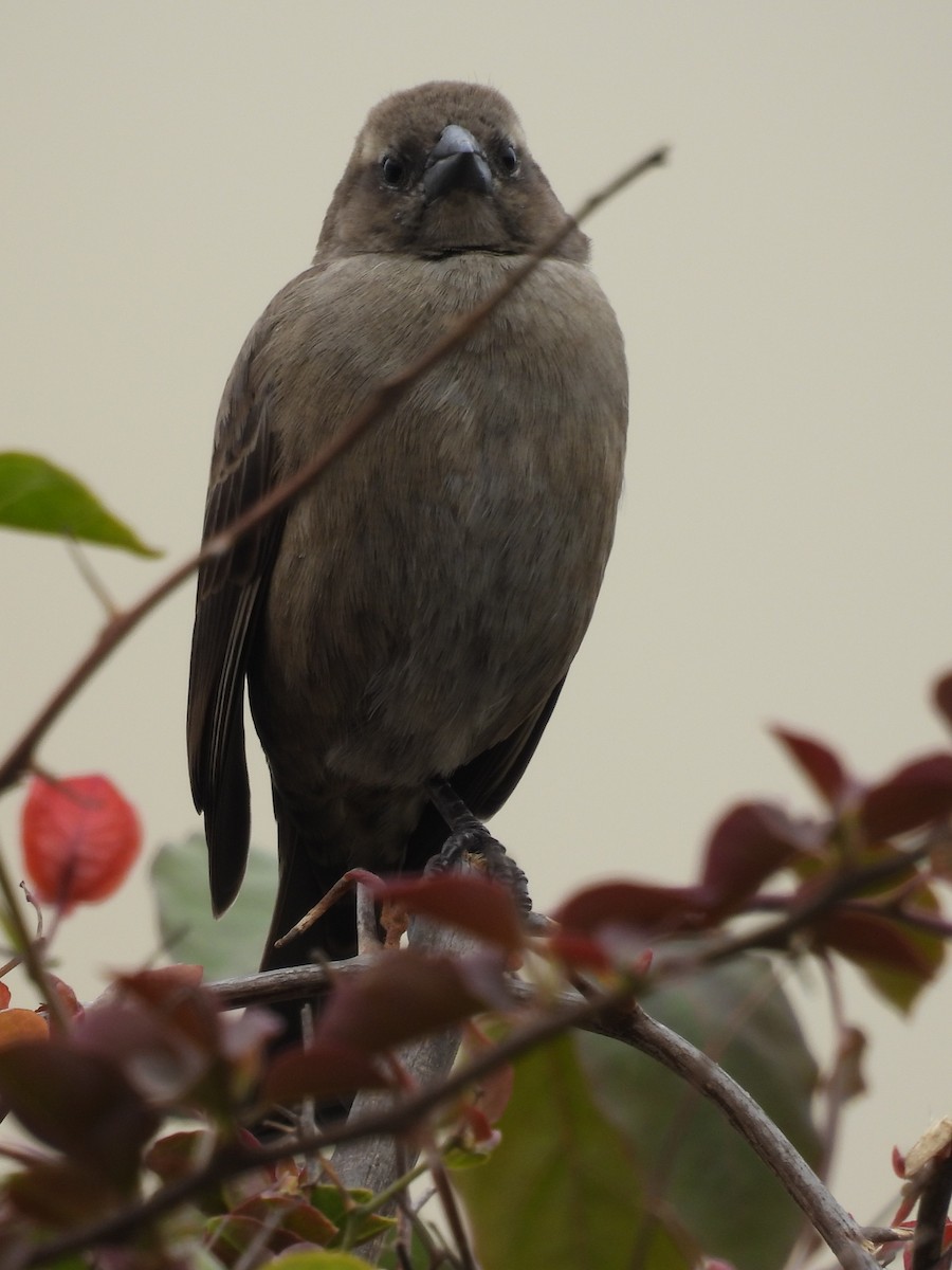 Shiny Cowbird - ML624006742