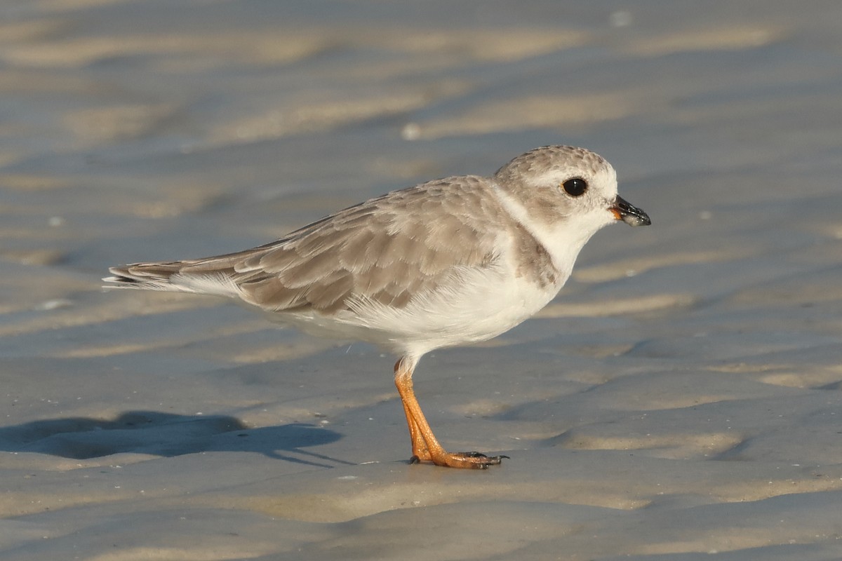 Piping Plover - ML624006743