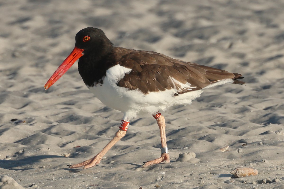 American Oystercatcher - ML624006748