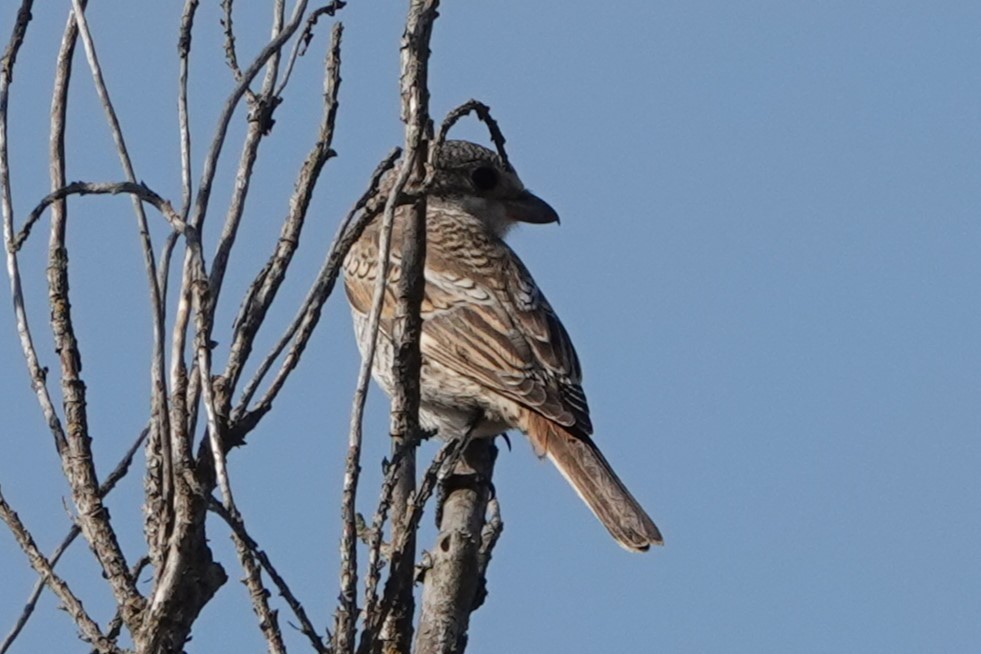 Woodchat Shrike - ML624006753