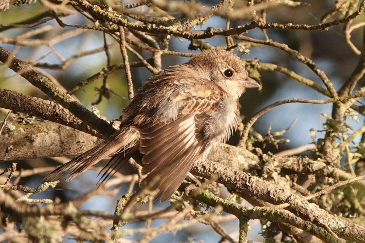 Woodchat Shrike - ML624006754