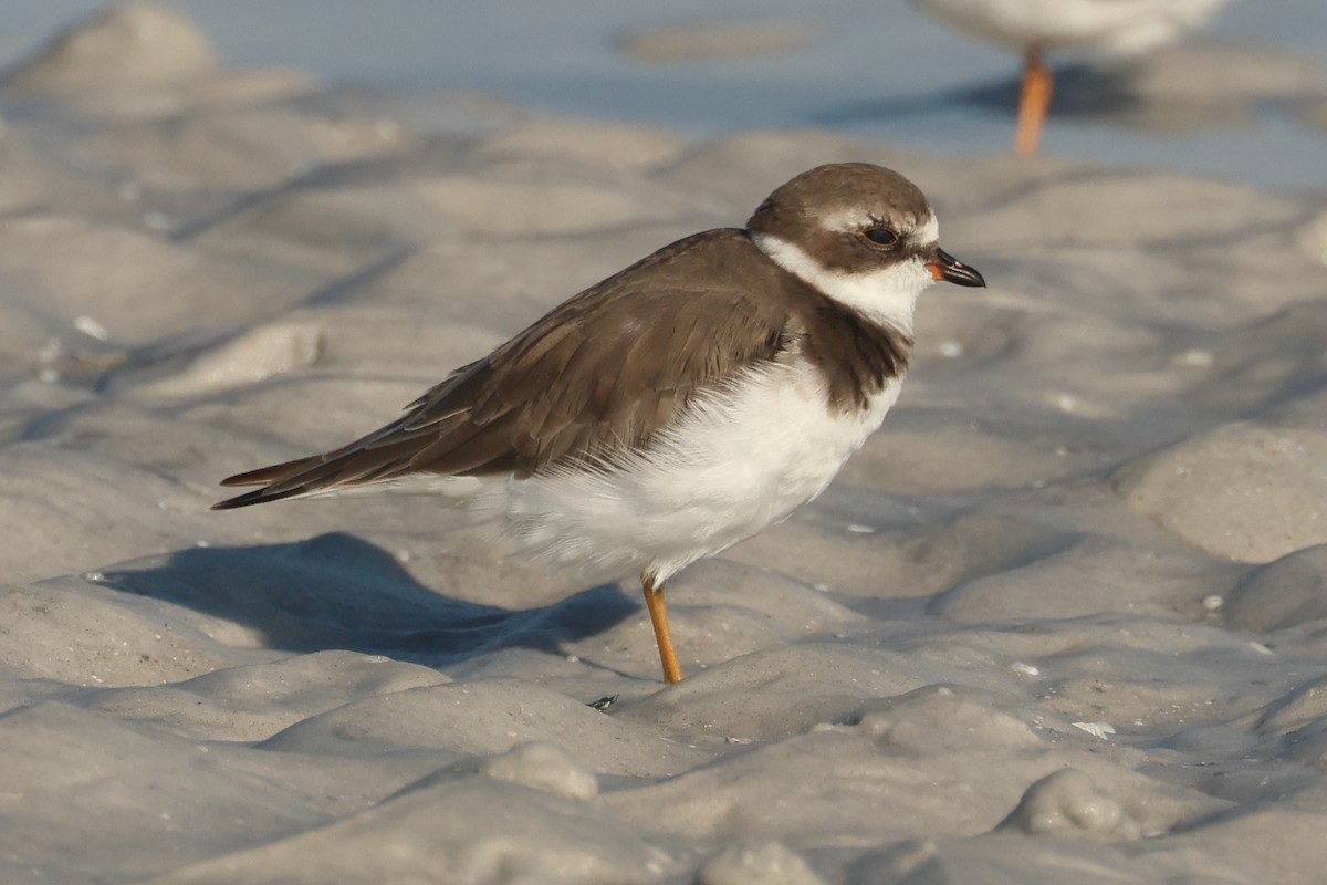 Semipalmated Plover - ML624006760