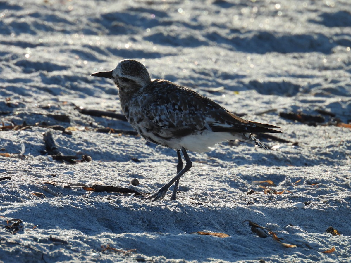 Black-bellied Plover - ML624006772