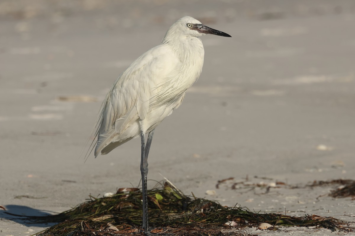 Reddish Egret - ML624006774