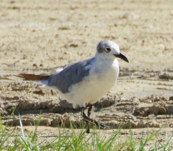 Laughing Gull - ML624006781