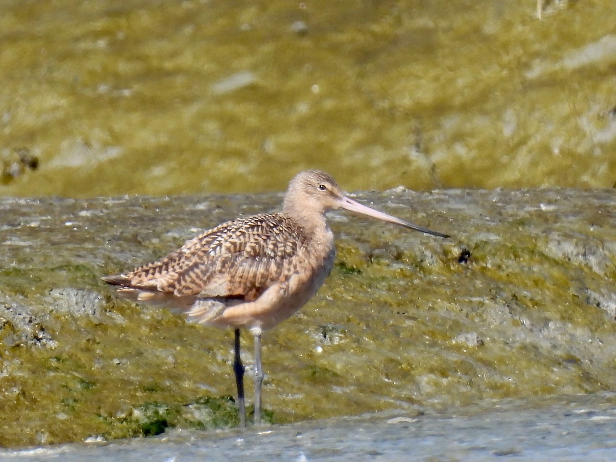 Marbled Godwit - ML624006782