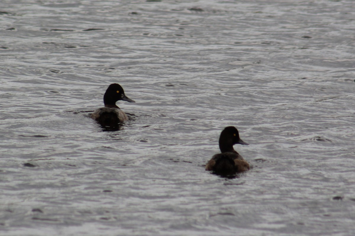 Lesser Scaup - ML624006798