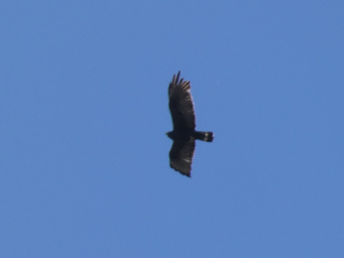 Zone-tailed Hawk - ML624006799