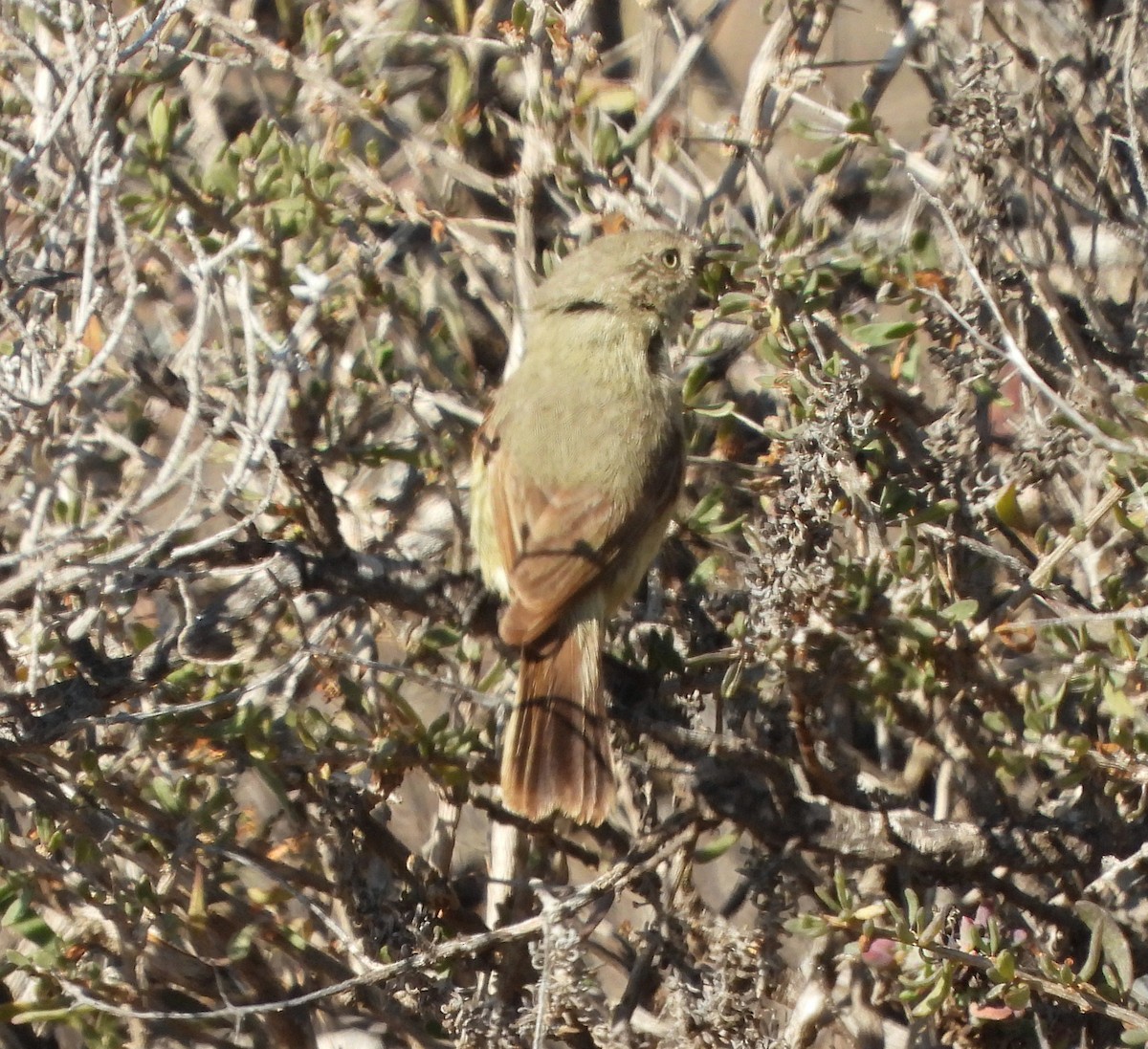 Slender-billed Thornbill - ML624006805