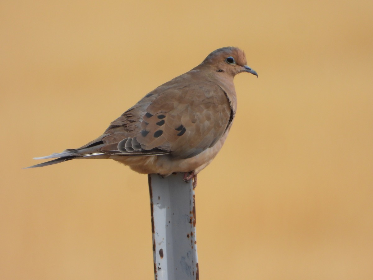 Mourning Dove - Tom Wuenschell