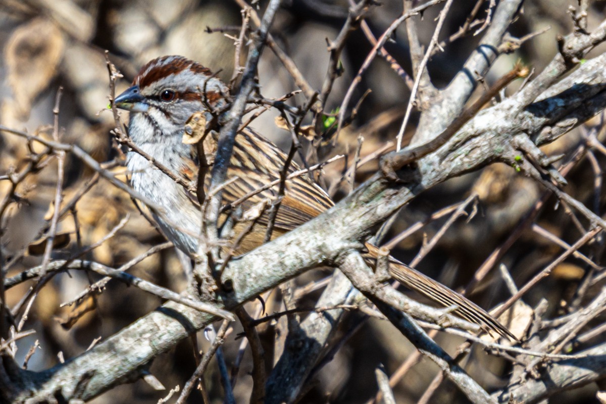 Chaco Sparrow - ML624006811