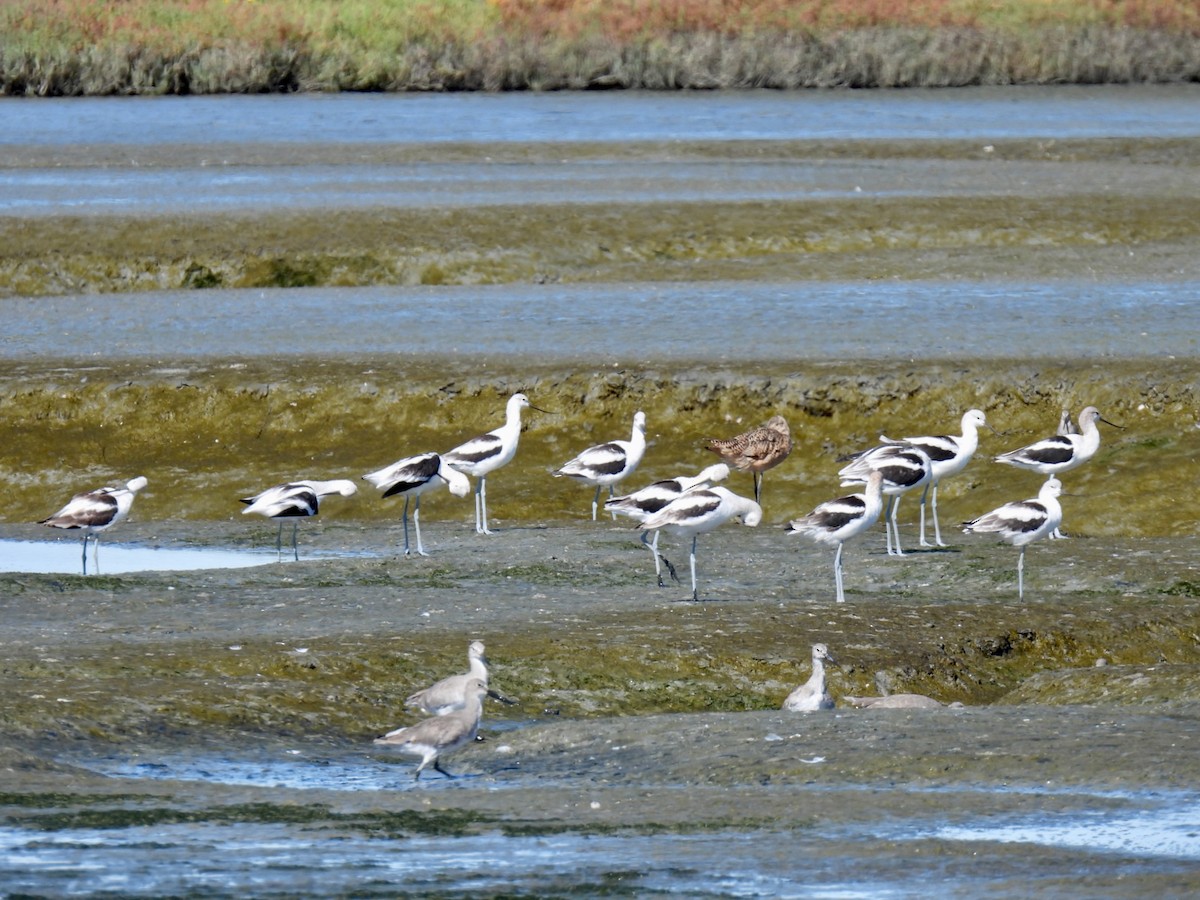 American Avocet - ML624006828