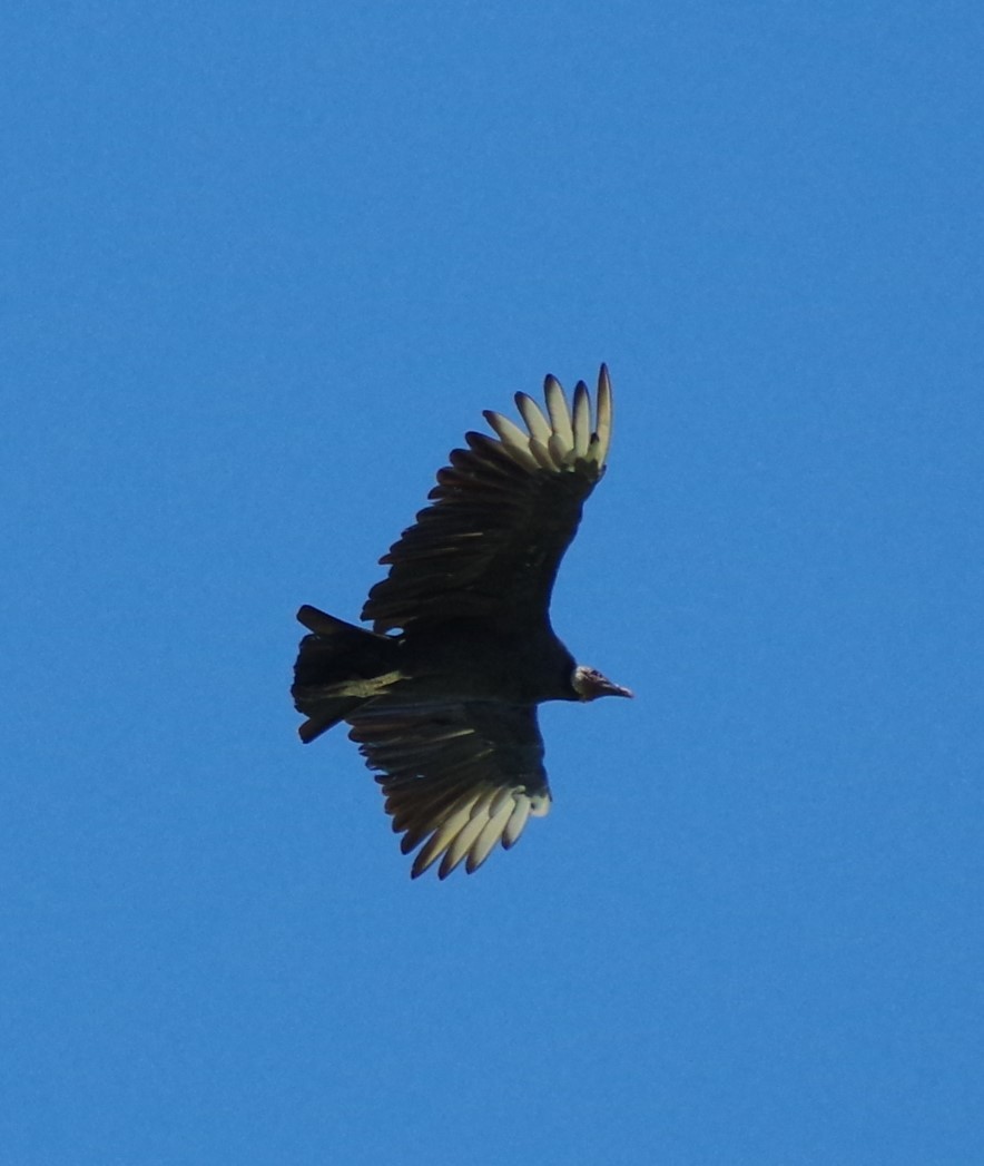 Black Vulture - ML624006834