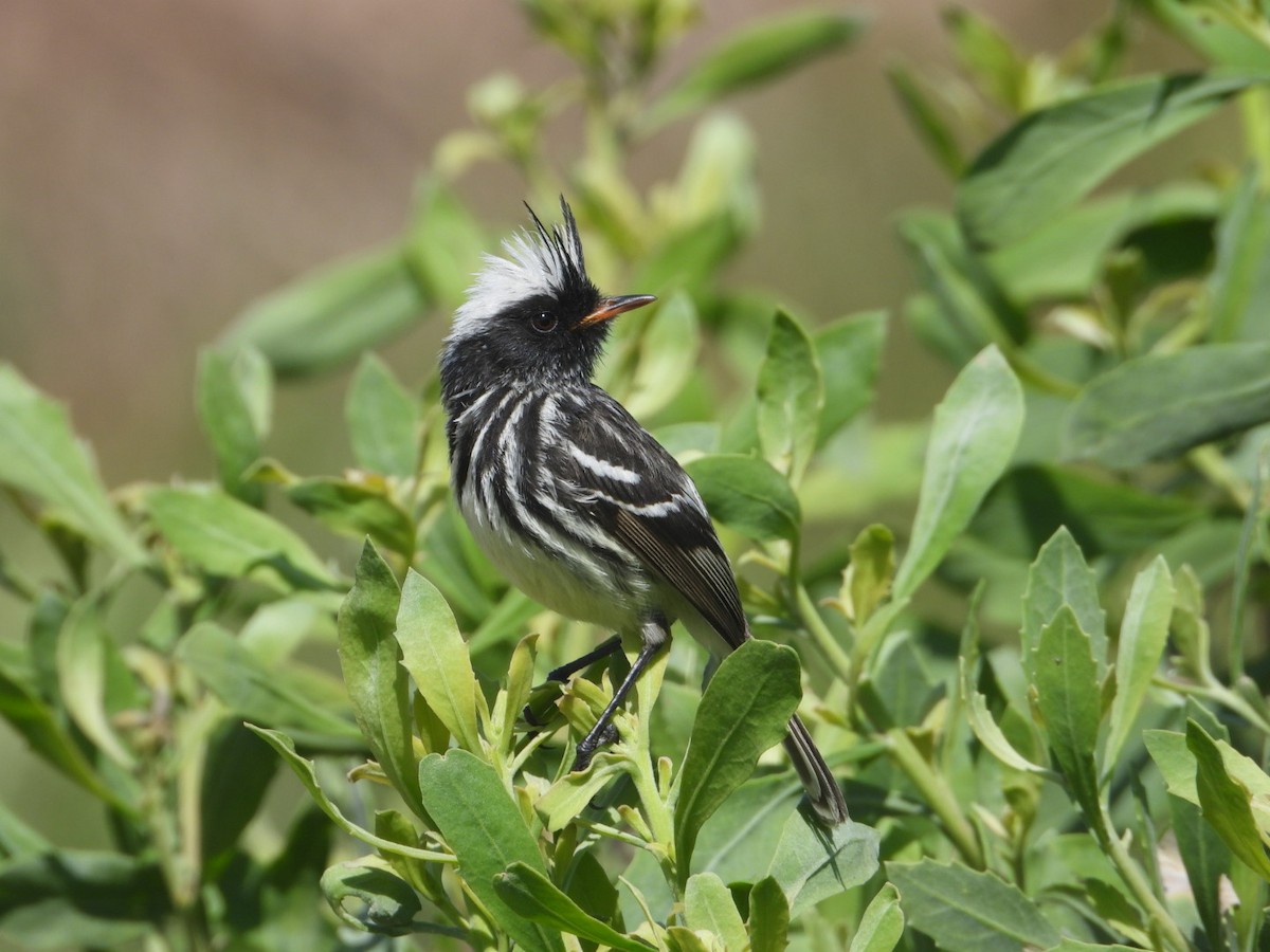 Pied-crested Tit-Tyrant - ML624006850