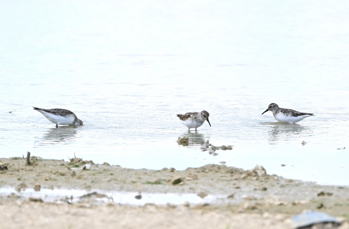 Semipalmated Sandpiper - ML624006853