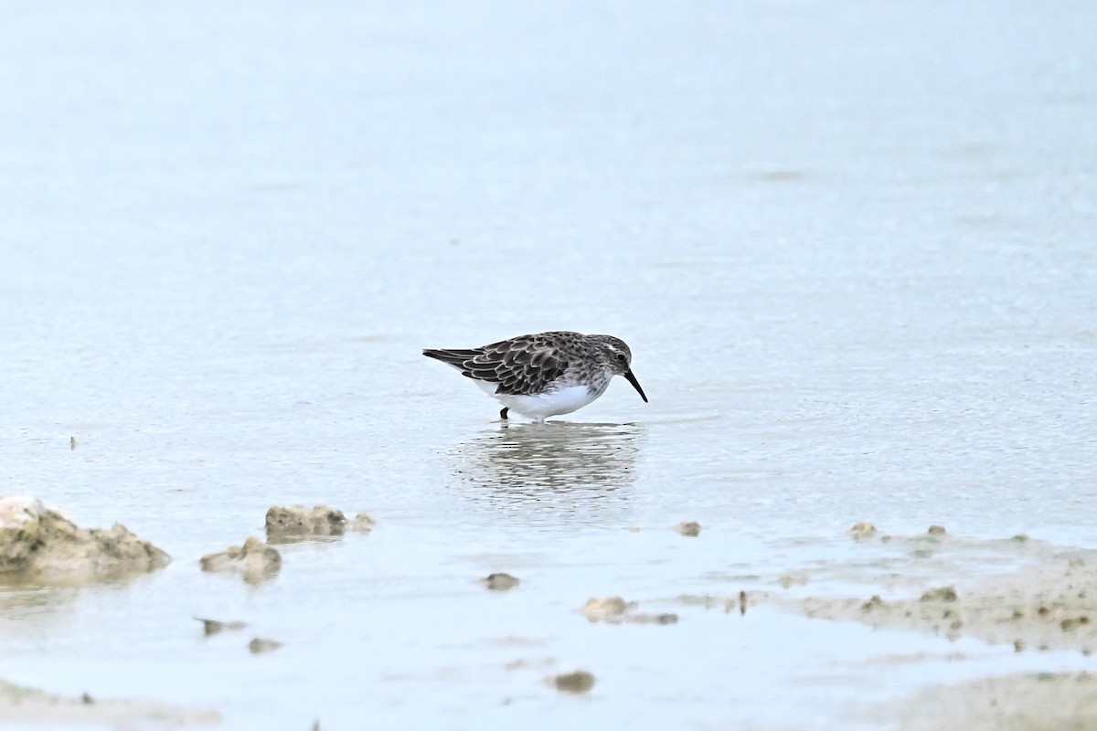 Semipalmated Sandpiper - ML624006855