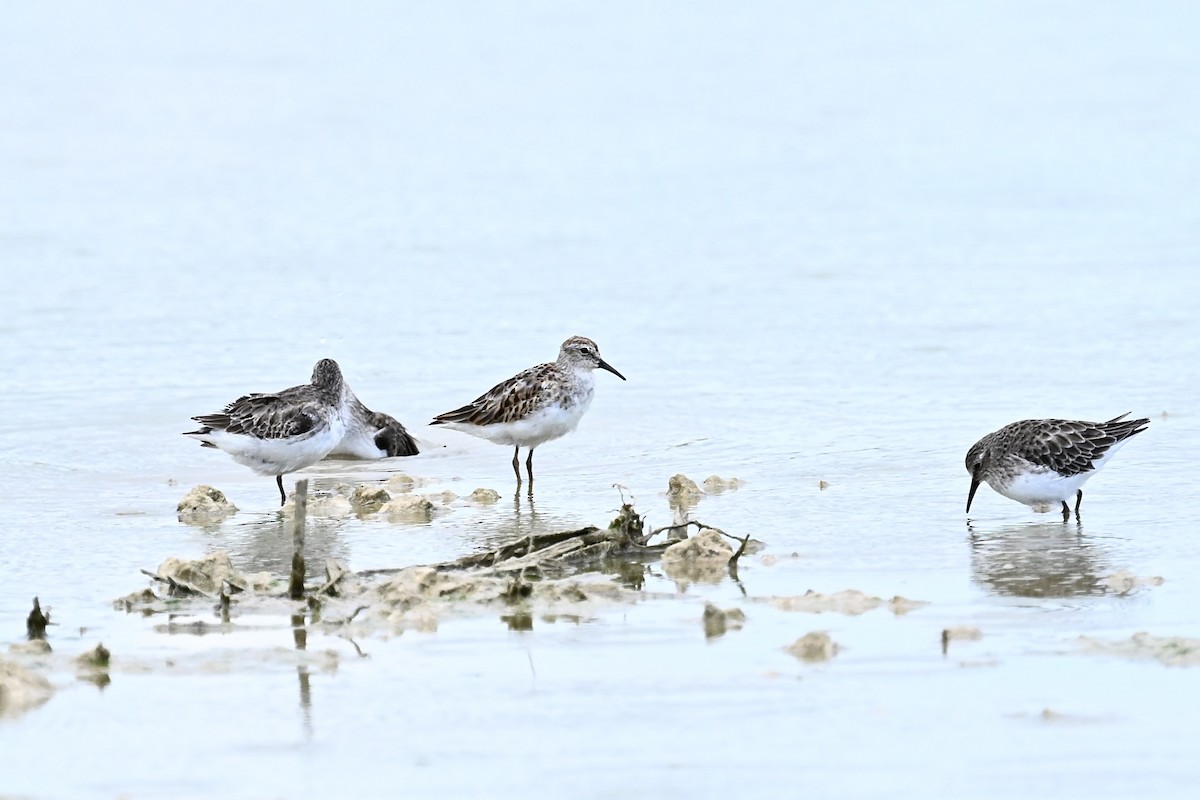 Semipalmated Sandpiper - ML624006857